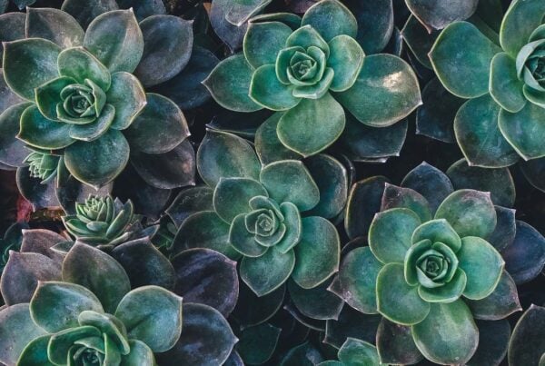Green Succulents